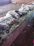 羊肉加工