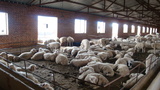 羊畜牧养殖
