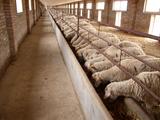 羊肉养殖加工